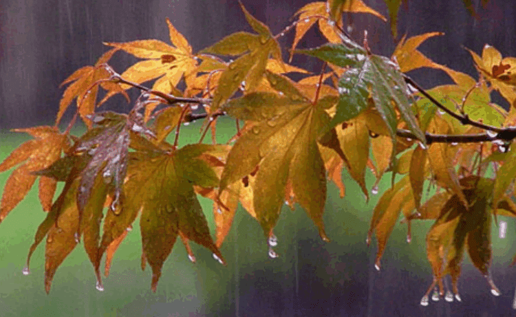 METEO // Ploile sunt așteptate până la sfârșit de săptămână. Vezi câte grade vor fi astăzi