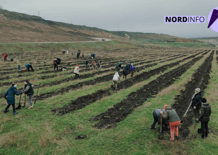 VIDEO // Generația care plantează: Sîngerei și Florești dau exemplu întregii țări