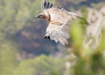 Vulturul sur, dispărut de peste jumătate de secol în România, va fi readus în Munţii Făgăraş