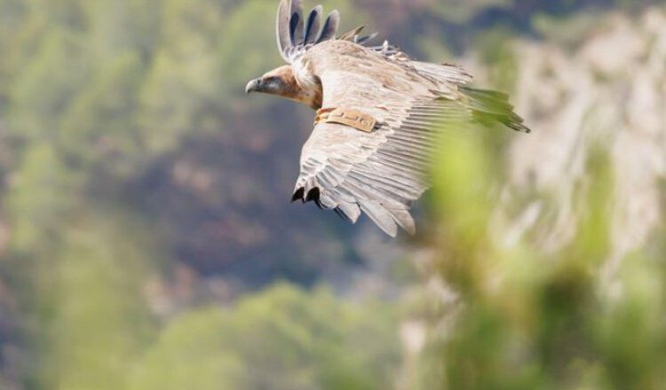 Vulturul sur, dispărut de peste jumătate de secol în România, va fi readus în Munţii Făgăraş