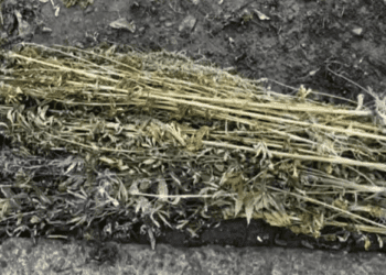 VIDEO // Pungi cu plante de canabis ridicate de oamenii legii în raionul Edineț