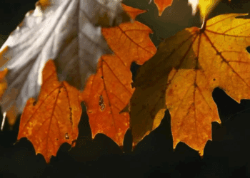 METEO // Zi posomorâtă. Vezi câte grade vor fi astăzi