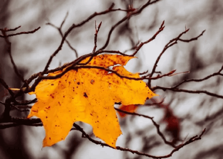 METEO // Temperaturi de toamnă și cer noros. Câte grade vor fi astăzi