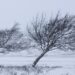 Atenție! Meteorologii anunță Cod Galben de vânt pentru următoarele patru zile