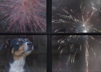 Avocații Poporului cer interzicerea focurilor de artificii de sărbători pentru protecția oamenilor și animalelor