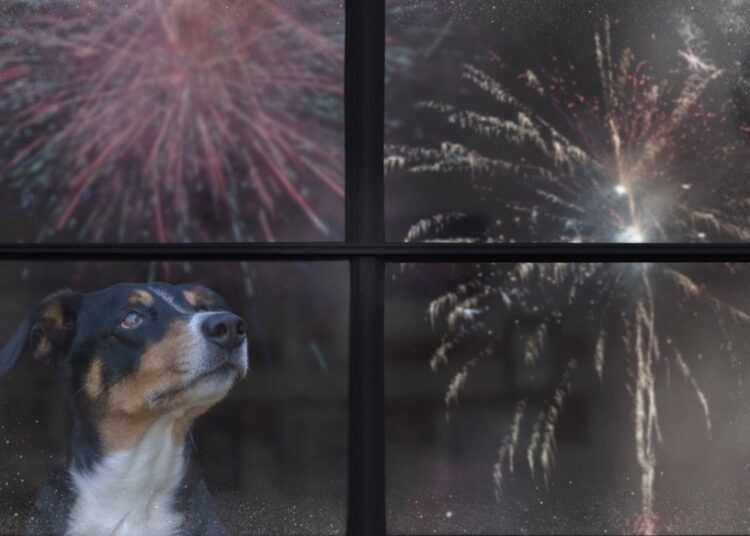 Avocații Poporului cer interzicerea focurilor de artificii de sărbători pentru protecția oamenilor și animalelor