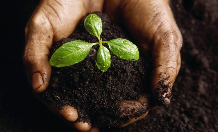 „Soluri sănătoase pentru orașe sănătoase”. Republica Moldova marchează Ziua Mondială a Solului