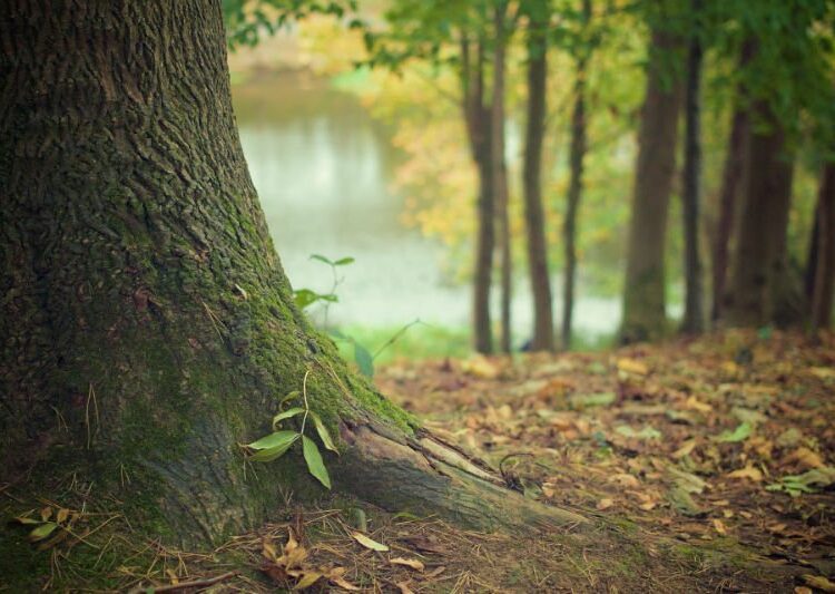 România va sprijini R. Moldova în realizarea primului Inventar Forestier Național
