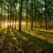 De ce are nevoie Republica Moldova de un Inventar Forestier Național și cum ar putea fi monitorizate pădurile din țară