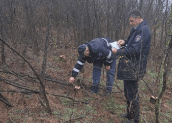 FOTO // Tăieri ilegale în raionul Edineț. 127 de salcâmi au fost defrișați dintr-o fâșie forestieră