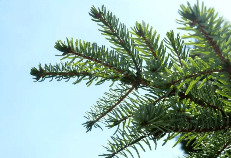 METEO // Cer variabil și temperaturi pozitive. Câte grade vor fi astăzi