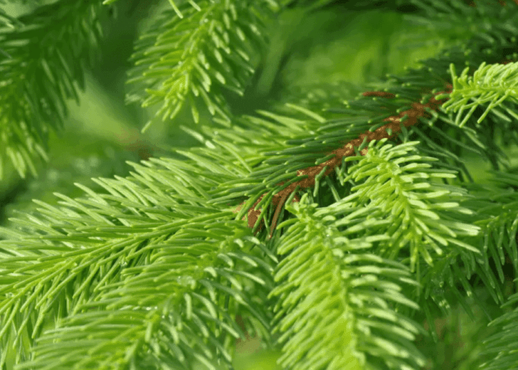 METEO // Vremea se începe a răci. Câte grade vor fi astăzi