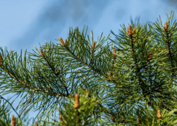 METEO // Cer noros pe întreg teritoriul țării. Câte grade se vor înregistra astăzi    