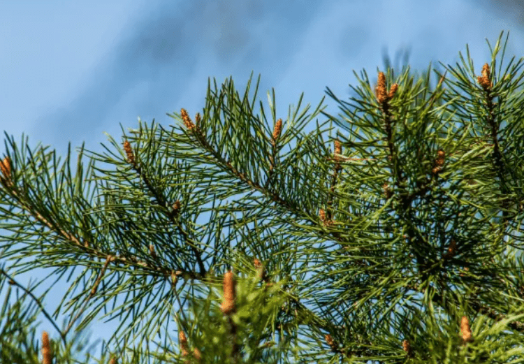METEO // Cer noros pe întreg teritoriul țării. Câte grade se vor înregistra astăzi    