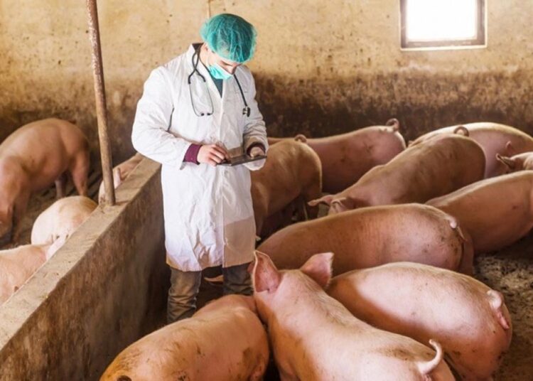 Focar de pestă porcină la Ungheni: a fost instituită carantină pentru o perioadă de 30 de zile