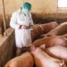 Focar de pestă porcină la Ungheni: a fost instituită carantină pentru o perioadă de 30 de zile