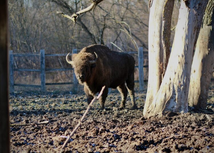 FOTO // De la zimbri la castori: ariile protejate ale Moldovei, celebrate pe 11 ianuarie