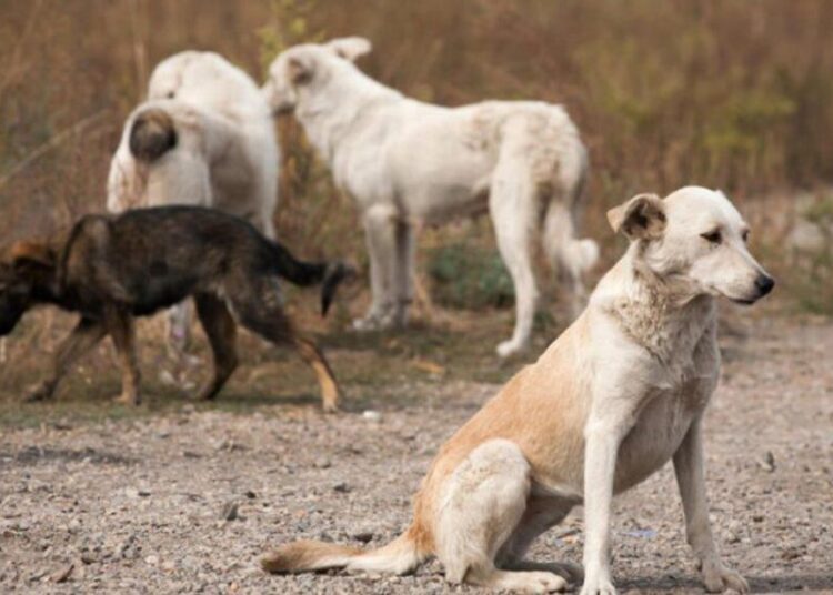 ANSP avertizează: risc sporit de rabie din cauza animalelor fără stăpân