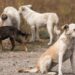 ANSP avertizează: risc sporit de rabie din cauza animalelor fără stăpân