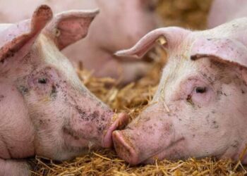 Focar de pestă porcină africană depistat în satul Pîrlița din raionul Fălești. Localitatea, plasată în carantină