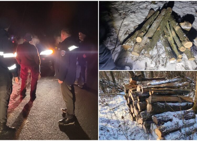 FOTO // Defrișări ilegale în nordul țării, soldate cu amenzi
