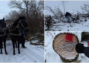 FOTO // Tăieri ilegale de arbori de nuc, depistate în Ocnița. Făptașii, prinși în flagrant