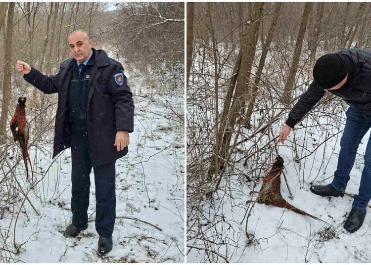 FOTO // Mai multe cazuri de braconaj cu lațuri, depistate la Bogzești. Inspectorii de mediu au găsit și un fazan prins