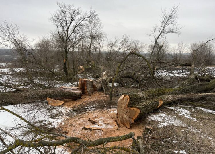 FOTO // Defrișări ilegale în raionul Florești