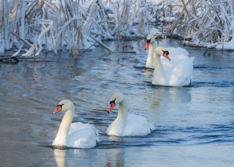 VIDEO // Fără noi cazuri de gripă aviară în raionul Telenești. Restricțiile au fost ridicate