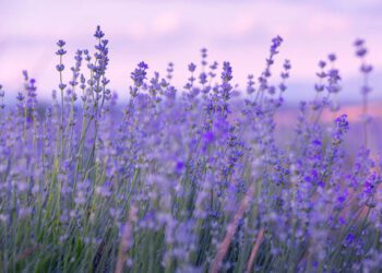 Criza solului ajunge la rafturile de cosmetice: degradarea terenurilor agricole reduce eficiența ingredientelor naturale