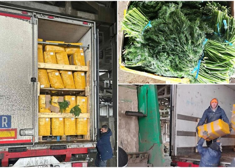 FOTO // ANSA a retras și nimicit 15 tone de mărar de import contaminat cu pesticide