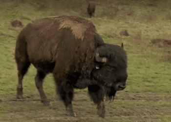 Peste 200 de bizoni și cerbi, lăsați să moară de foame la o fermă din România. Autoritățile știau, dar n-au mișcat un deget