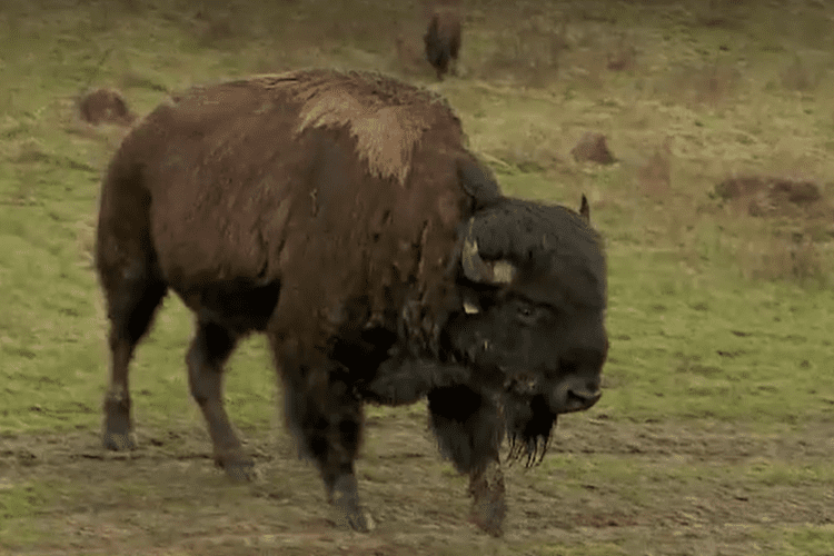 Peste 200 de bizoni și cerbi, lăsați să moară de foame la o fermă din România. Autoritățile știau, dar n-au mișcat un deget