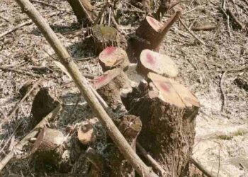 Au tăiat ilegal zeci de copaci: patru localnici din raionul Soroca, sancționați