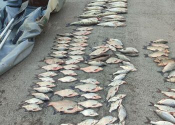 FOTO // Prins cu 30 kg de pește capturat ilegal: braconaj la Costești–Stînca