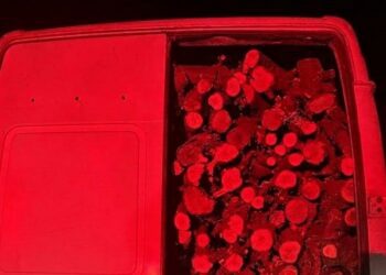 FOTO // Bărbat din Drochia, prins la Fălești cu lemne transportate ilegal