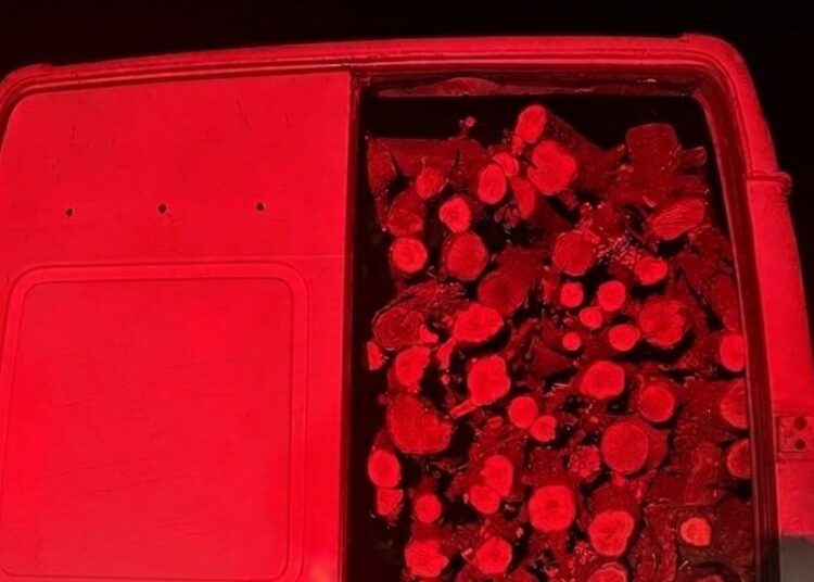 FOTO // Bărbat din Drochia, prins la Fălești cu lemne transportate ilegal