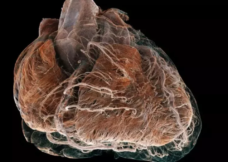 Cum arată organele și celulele umane văzute cu „Google Earth al corpului”, un nou atlas 3D interactiv