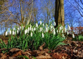 METEO // Cer variabil și temperaturi de până la +13 grade