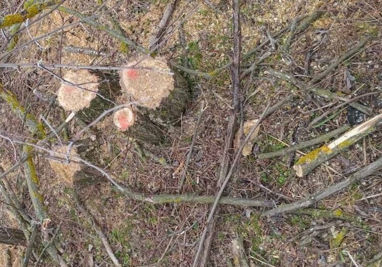 FOTO // Peste 200 de copaci tăiați ilegal în raionul Dondușeni. Prejudiciu de peste 52.000 de lei