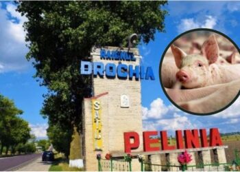Pestă porcină africană în cel mai mare sat din nordul țării: „În caz de semne suspecte de boală sau deces al porcilor, anunțați de urgență medicul veterinar”