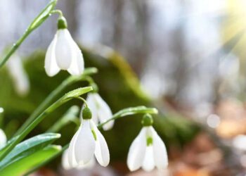 METEO // Cer variabil și temperaturi mai ridicate în următoarele zile