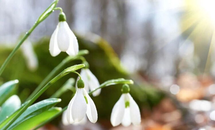 METEO // Cer variabil și temperaturi mai ridicate în următoarele zile