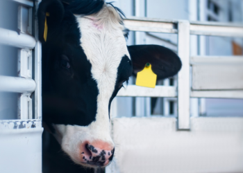 R. Moldova va adera la două convenții europene din domeniul protecției animalelor. Despre ce este vorba