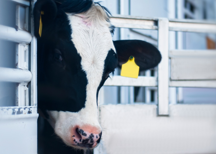 R. Moldova va adera la două convenții europene din domeniul protecției animalelor. Despre ce este vorba