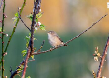 METEO // Un început de săptămână cu soare și temperaturi favorabile