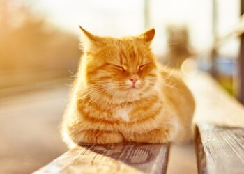 METEO // Cer variabil și temperaturi de până la +13 Celsius