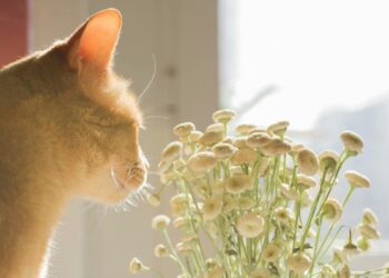 METEO // Cer variabil și temperaturi de până la +17 grade