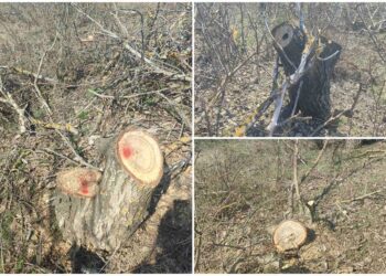 FOTO // Zeci de nuci, tăiați ilegal la Drochia. Care este prejudiciul cauzat mediului