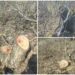 FOTO // Zeci de nuci, tăiați ilegal la Drochia. Care este prejudiciul cauzat mediului